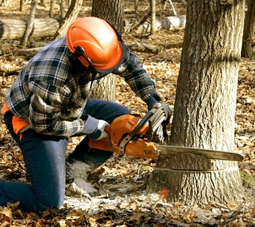 Tree Removal in Dike, TX